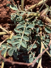 Astragalus crassicarpus