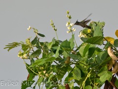 Orthorhyncus cristatus