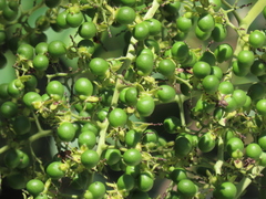 Pseudophoenix sargentii