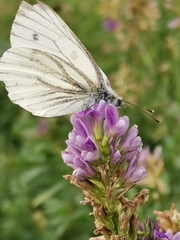 Pieris napi