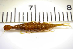 Coptotomus