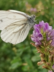Pieris napi