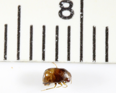 Neoplea striola