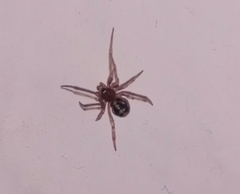 Steatoda triangulosa
