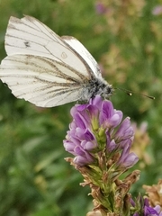 Pieris napi