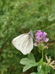 Pieris napi