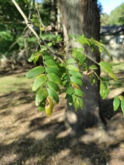 Gleditsia triacanthos