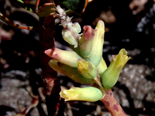 Lachenalia capensis