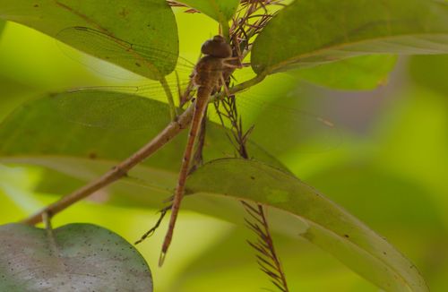 Pale-green Darner photo 4