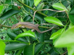 Cnemidophorus gramivagus