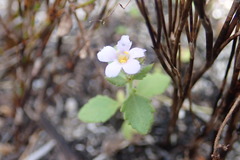 Chaenostoma campanulatum