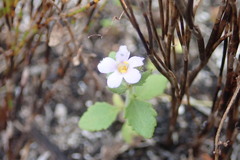 Chaenostoma campanulatum