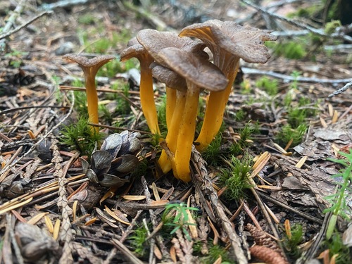 Craterellus tubaeformis — no rights reserved