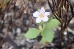Chaenostoma campanulatum