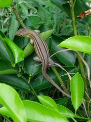 Cnemidophorus gramivagus