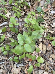 Ribes viburnifolium