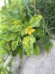 Rhynchosida physocalyx