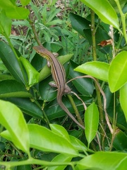Cnemidophorus gramivagus