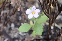 Chaenostoma campanulatum