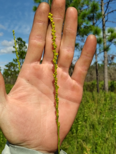 Image of Solidago virgata by (c) Scott Ward, some rights reserved (CC BY)