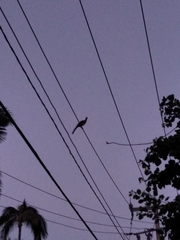 Ortalis poliocephala