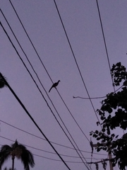 Ortalis poliocephala