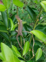 Cnemidophorus gramivagus