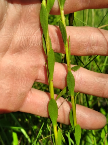 Solidago virgata, photograph 1
