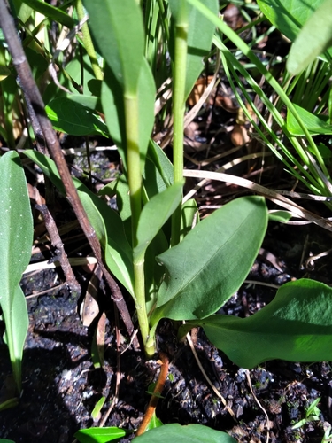 Solidago virgata, photograph 2