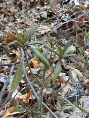 Eriodictyon crassifolium