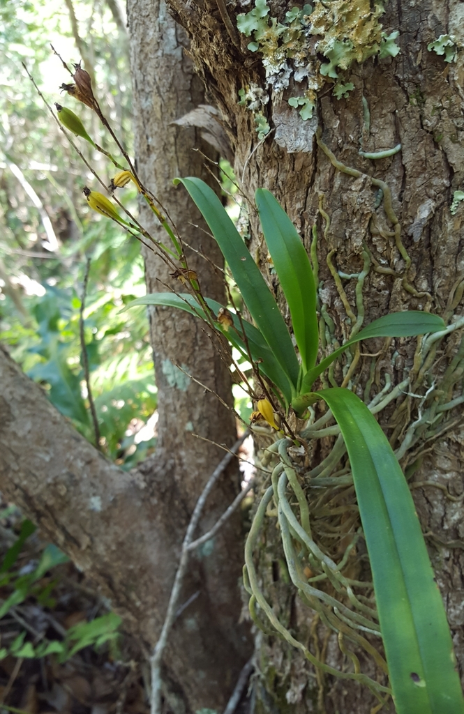 Angraecum patens Frapp. ex Cordem.