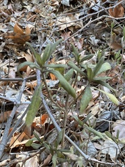 Eriodictyon crassifolium