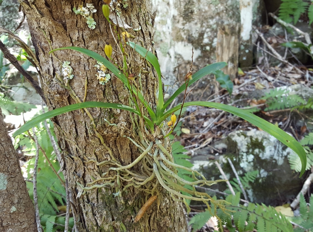 Angraecum patens Frapp. ex Cordem. 2