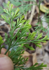 Asplenium viviparum
