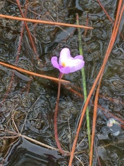 Utricularia purpurea image