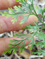 Asplenium viviparum