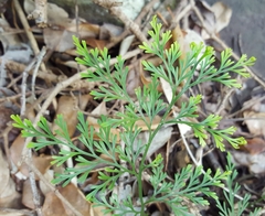 Asplenium viviparum
