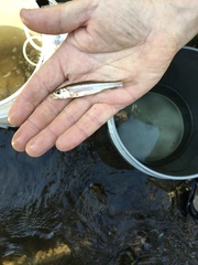 Clinostomus elongatus