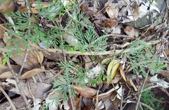 Asplenium viviparum