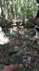 Asparagus umbellulatus