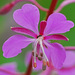 Fireweeds - Photo (c) Jerry Oldenettel, some rights reserved (CC BY-NC-SA)