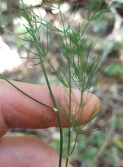 Asparagus umbellulatus