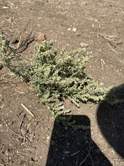 Extriplex californica