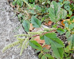 Amaranthus dubius