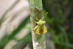 Mozena lutea