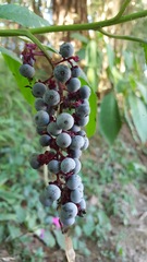 Phytolacca thyrsiflora