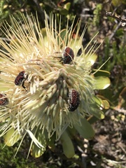 Trichostetha capensis capensis