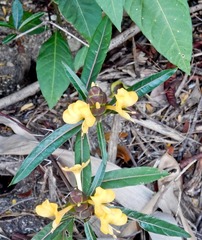 Barleria lupulina