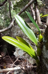 Bulbophyllum longiflorum