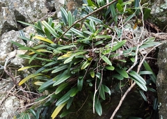Bulbophyllum longiflorum